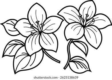 Elegant black and white vector line drawing of trillium flowers with detailed leaves and buds. This botanical illustration features clean outlines and intricate floral elements