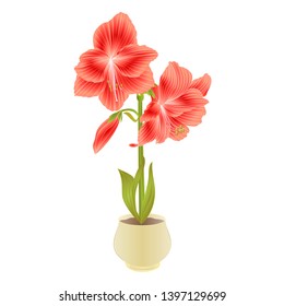 Elegant blooming  Amaryllis red  flowers and bud in pot on a white background detailed natural drawing of gorgeous cultivated flowering garden plant vintage vector illustration editable hand draw
