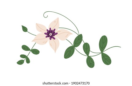 Elegant blooming clematis flower growing on liana with green leaves. Botanical floral element. Colorful flat vector illustration isolated on white background