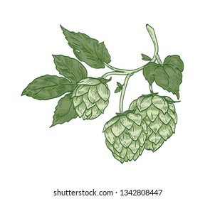 Elegant botanical drawing of hop sprig. Green flower buds and leaves of plant cultivated for beer brewing hand drawn on white background. Realistic natural vector illustration in vintage style.