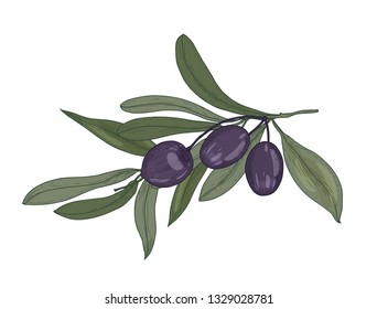 Elegant botanical drawing of olive or Olea Europaea tree branch with leaves and black fruits or drupes isolated on white background. Natural decorative element. Vector illustration in antique style.