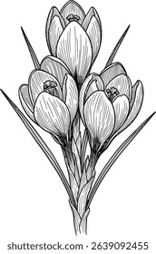 Elegant botanical line art illustration of three crocus flowers, perfect for spring-themed designs, cards, and textile patterns.  Detailed and delicate, 