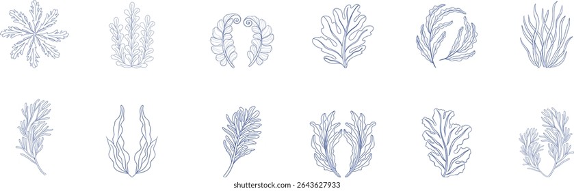 Elegant botanical seaweed and plant line art collection in soft blue tones, perfect for natural design, spa branding, ocean  organic packaging, and underwater-inspired illustrations.