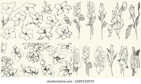 Elegant botanical vector of hand-drawn gardenia flowers for luxury wedding stationery, minimalist floral collection for wedding and event design, luxury wedding herbs, gardenia illustrations.