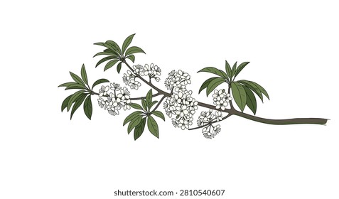 Elegant branch of a flowering tree depicted with clusters of delicate white blossoms and pointed green leaves against a white background.