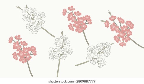 Elegant branch sprigs of cherry blossoms in pink and white outlines on a warm cream background canvas.