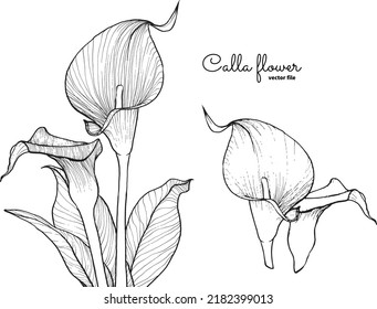 Elegant calla flower, vector hand drawn outline, black on white background. This template is easy to edit and ready to be used in all sorts of projects, either online or print. 