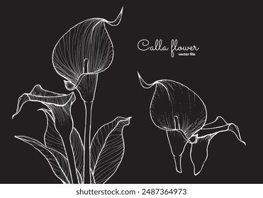 Elegante Calla Blume, Vektorgrafik Handgezeichnete Umrisse, weiß auf schwarzem Hintergrund. Diese Vorlage ist leicht zu bearbeiten und kann in allen Arten von Projekten verwendet werden, entweder online oder gedruckt. 