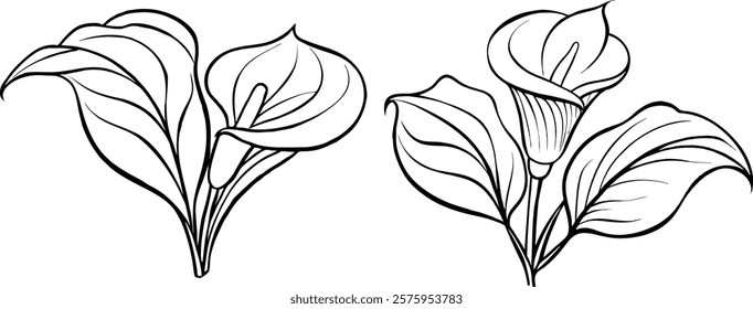 Elegant Calla Lily line art illustration in black and white. A graceful vector design featuring detailed leaves and buds, perfect for invitations, logos, prints, and botanical projects.