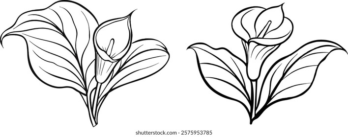 Elegant Calla Lily line art illustration in black and white. A graceful vector design featuring detailed leaves and buds, perfect for invitations, logos, prints, and botanical projects.