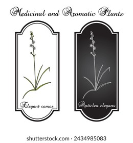Elegant camas (Anticlea elegans), medicinal plant. Hand drawn botanical vector illustration