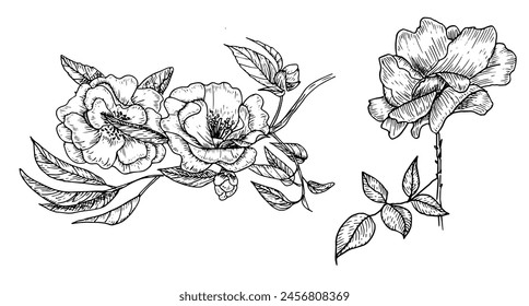 Сollection of elegant camellias and roses black and white linear hand-drawn illustrations in sketch style, design and decor elements for the decoration of wedding and greeting cards