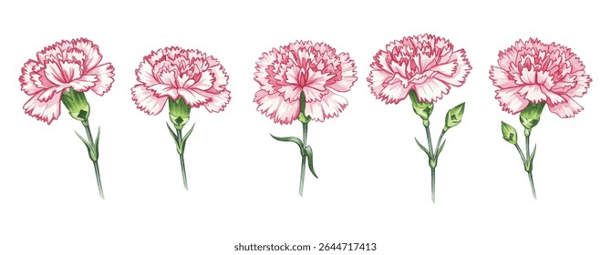 Elegant carnations in shades of pink and red—perfect for wedding invites, romantic decor, or feminine designs. Delicate petals and botanical charm for timeless floral appeal.