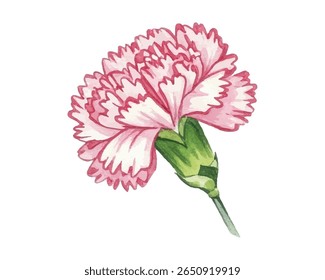 Elegant carnations in shades of pink and red—perfect for wedding invites, romantic decor, or feminine designs. Delicate petals and botanical charm for timeless floral appeal.