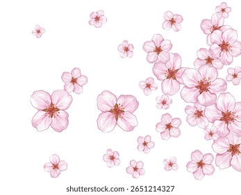 Elegant cherry blossoms with soft pink petals on a white background. A serene floral design perfect for seasonal themes, invitations, and decor, capturing the beauty of spring and natures renewal.