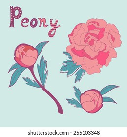 Elegant collection of handdrawn peonies. Vector illustration