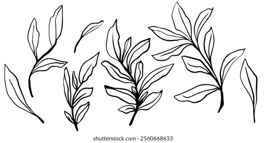 Elegant collection of vector hand drawn leaf outlines in black and white, perfect for minimalist designs, botanical art, DIY crafts, wallpapers, and nature decor, for digital and printable projects