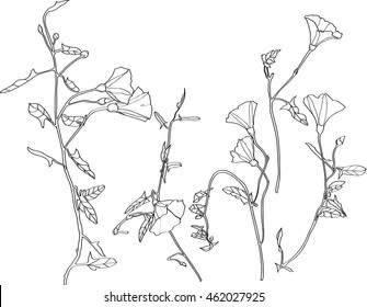 elegant convolvulus flowering plant vector