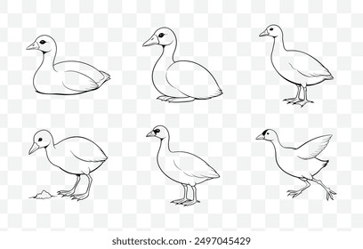 Elegant Coot Line Art Vector Set for Sophisticated and Artistic Designs in Nature Illustrations