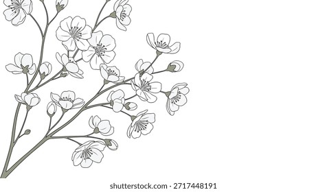 Elegante Eckrandgrafik eines Kirschblütenzweiges mit zarten weißen Blumen und grünen Blättern auf weißem Hintergrund.