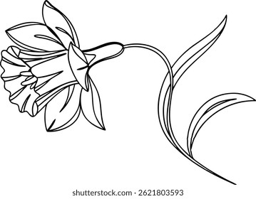 Elegant Daffodil Flower Line Art Botanical Illustration Black And White Spring Floral Design