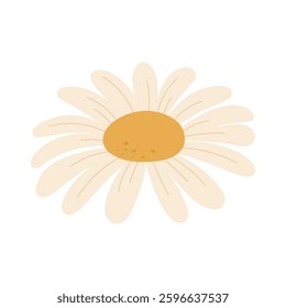Elegant daisy with soft petals. Vector 