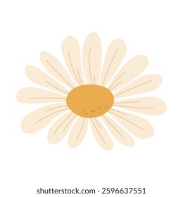 Elegant daisy with soft petals. Vector 