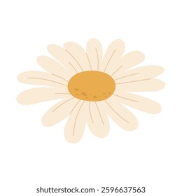 Elegant daisy with soft petals. Vector 