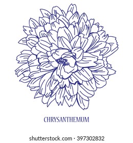 Elegant decorative chrysanthemum flower, design element. Floral decoration for vintage wedding invitations, greeting cards, banners