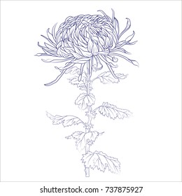 Elegant decorative chrysanthemum flowers, design element. Floral branch. Floral decoration for vintage wedding invitations, greeting cards, banners. Isolated on a white.