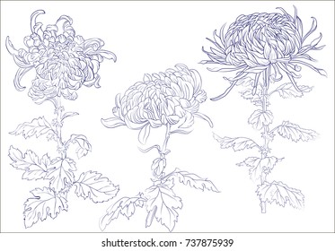 Elegant decorative chrysanthemums flowers, design element. Floral branch. Floral decoration for vintage wedding invitations, greeting cards, banners. Isolated on a white.