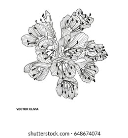 Elegant decorative clivia flowers, design element. Floral branch. Floral decoration for vintage wedding invitations, greeting cards, banners