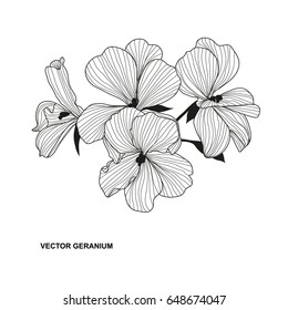 Elegant decorative geranium flower, design element. Floral branch. Floral decoration for vintage wedding invitations, greeting cards, banners