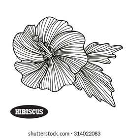 Elegant decorative hibiscus flower, design element. Floral branch. Floral decoration for vintage wedding invitations, greeting cards, banners, scrapbooking