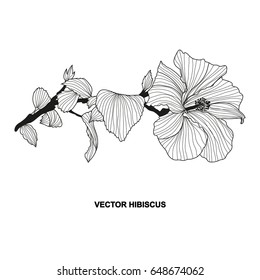 Elegant decorative hibiscus flower, design element. Floral branch. Floral decoration for vintage wedding invitations, greeting cards, banners