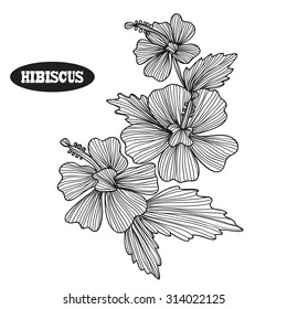 Elegant decorative hibiscus flowers, design elements. Floral branch. Floral decoration for vintage wedding invitations, greeting cards, banners, scrapbooking
