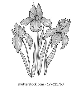 Elegant decorative iris flowers, design elements. Floral branch. Floral decoration for vintage wedding invitations, greeting cards, banners.