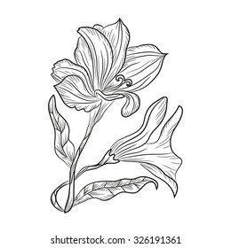 Elegant decorative lily flowers, design element. Floral branch. Floral decoration for vintage wedding invitations, greeting cards, banners.