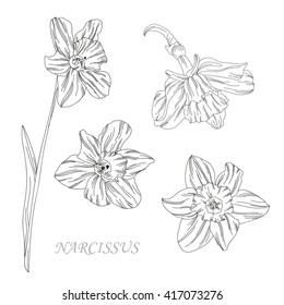 Elegant decorative narcissus flowers, design elements. Floral branch. Floral decoration for vintage invitations, greeting cards, banners