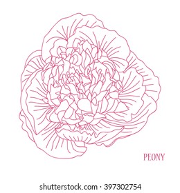 Elegant decorative peony flower, design element. Floral decoration for vintage wedding invitations, greeting cards, banners.
