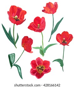 Elegant decorative red tulip flowers, design elements. Can be used for invitations, greeting cards, banners, floral backgrounds
