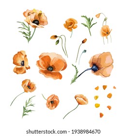 Elegant decorative vector poppy flowers and leaves in watercolor style, design element. Floral decoration for wedding invitations, greeting cards, banners. 