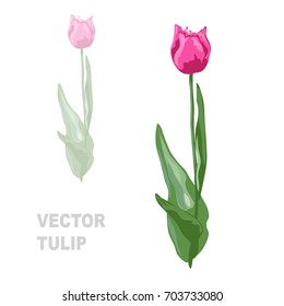 Elegant decorative vector tulip flower in watercolor style, design element. Floral decoration for wedding invitations, greeting cards, banners. All elements are editable