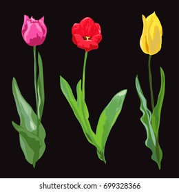 Elegant decorative vector tulip flowers in watercolor style, design element. Floral decoration for wedding invitations, greeting cards, banners. All elements are editable