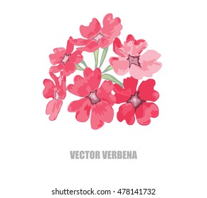 Elegant decorative vector verbena flower in watercolor style, design element. Floral decoration for wedding invitations, greeting cards, banners. All elements are editable