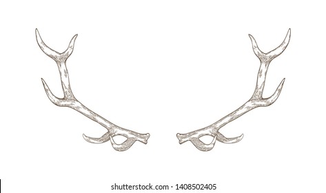 Elegant deer or reindeer antlers hand drawn with contour lines on white background. Detail of forest animal's body. Hunting trophy. Monochrome realistic vector illustration in etching style for logo.