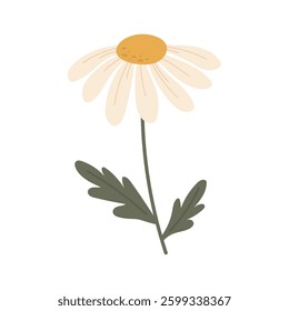 Elegant delicate daisy flower. Vector illustration