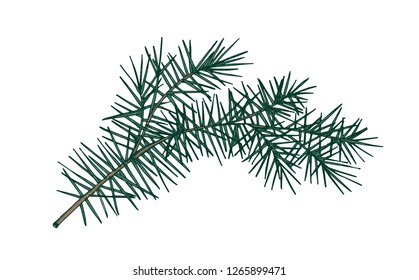 Elegant Detailed Botanical Drawing Of Fir Branch With Needle-like Foliage. Evergreen Coniferous Tree Sprig Hand Drawn On White Background. Realistic Natural Vector Illustration In Vintage Style.