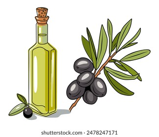 Elegant drawing of extra virgin oil in glass bottle, olive tree branch with leaves and black fruits or drupes isolated on white background. Colorful outline hand drawn vector illustration.