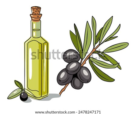 Elegant drawing of extra virgin oil in glass bottle, olive tree branch with leaves and black fruits or drupes isolated on white background. Colorful outline hand drawn vector illustration.